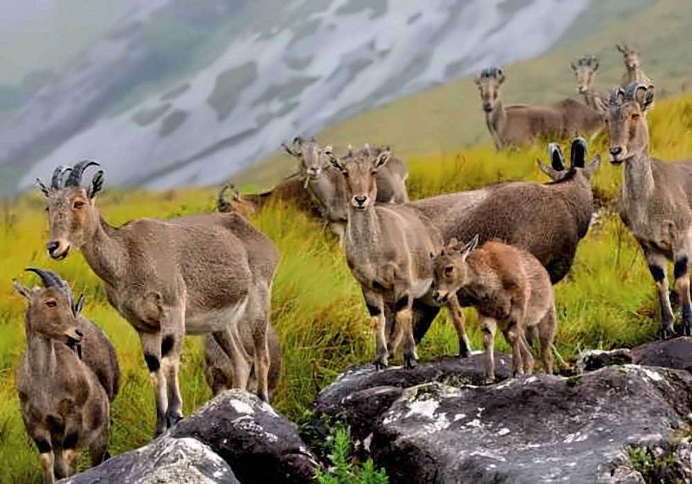 Chinnar Wildlife Sanctuary, Munnar