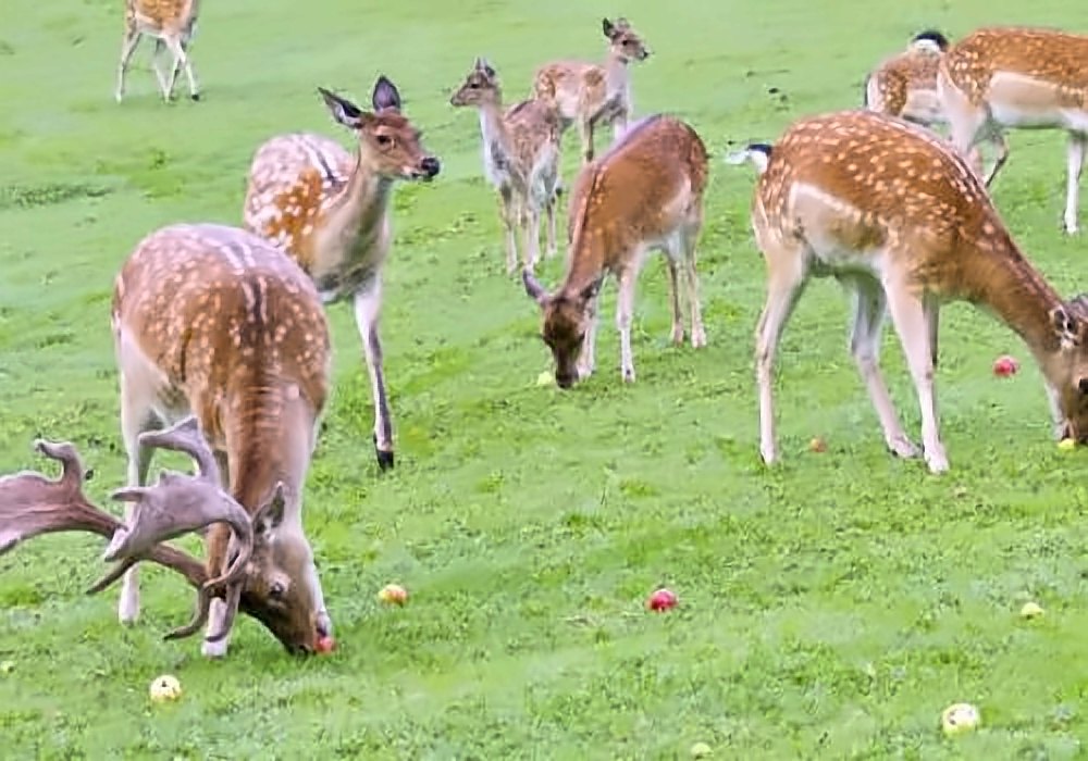 Deers Park, Yercaud