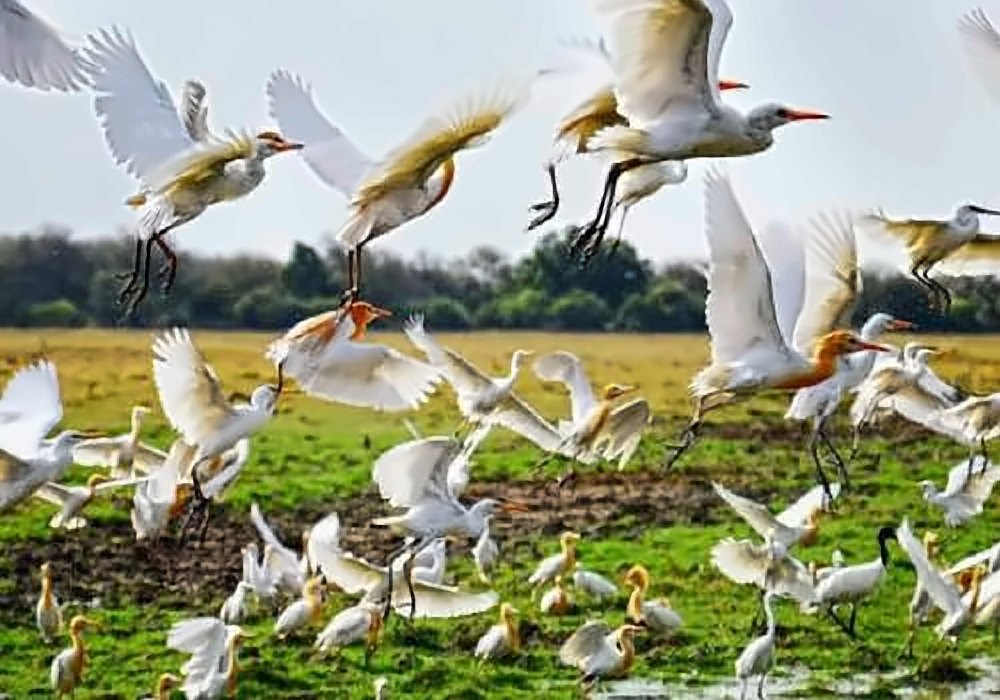 Kumarakom Bird Sanctuary, Alapuzzha