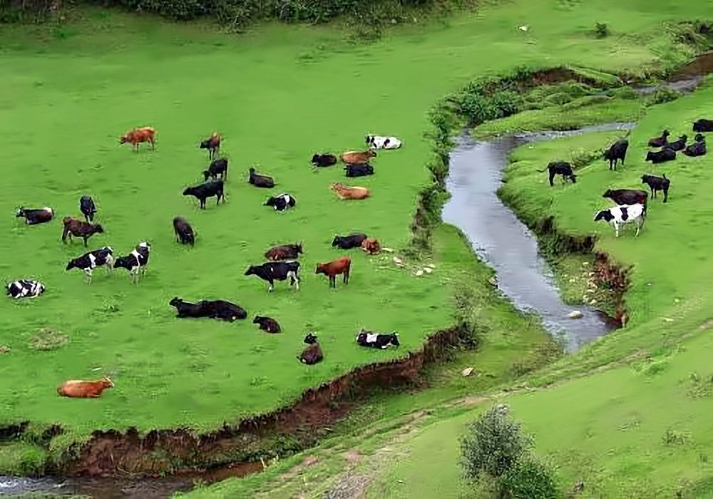 Mattupetty Dairy Farm, Munnar