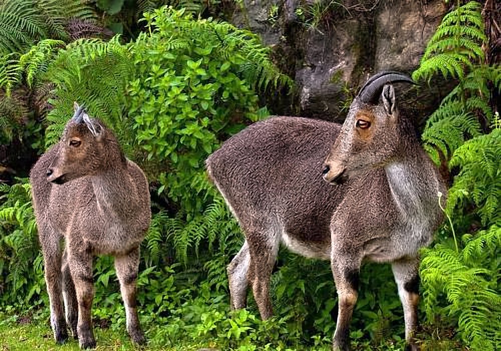 Rajamalai (part of Eravikulam National Park), Munnar