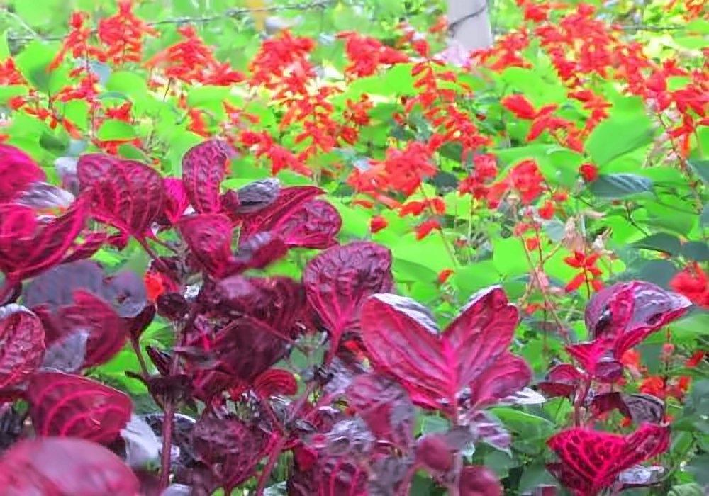 Yercaud Rose Garden, Yercaud
